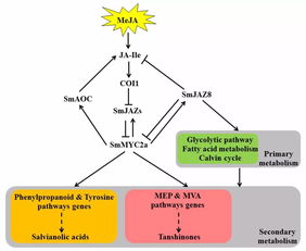 西北农林科技大学在丹参次级代谢调控研究中取得重要进展