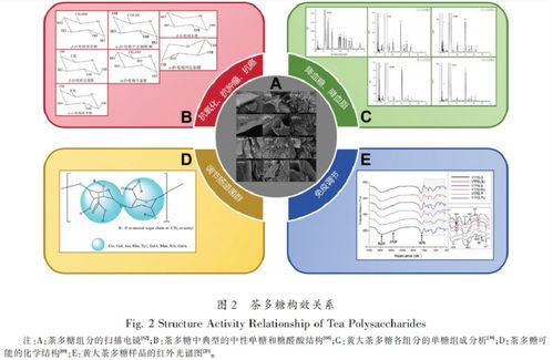 茶与健康 茶多糖的研究进展与未来展望