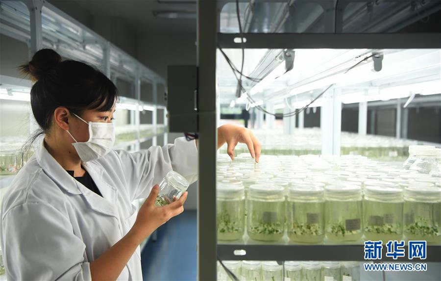重庆南川 蓝莓产业催生农业科技新动能，擘画乡村振兴新图景